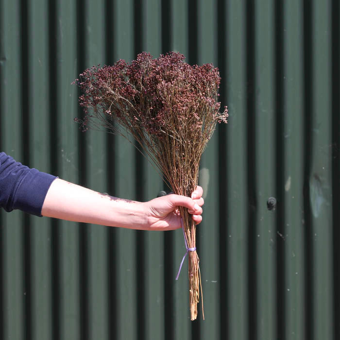 Purple Broom Bloom Bunch (Dyed)