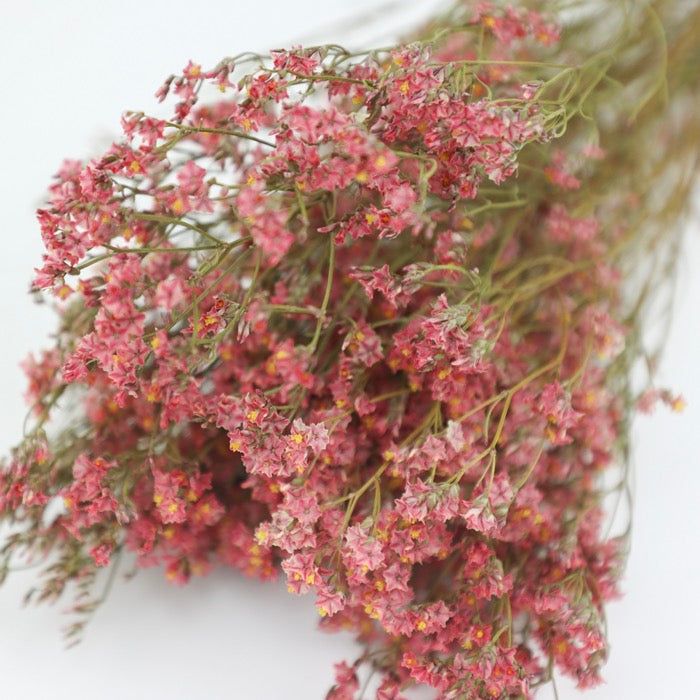 Coral Pink Limonium Bunch