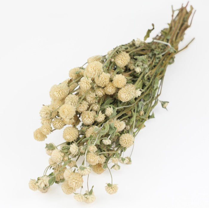 Cream Gomphrena Bunch – Box of 20