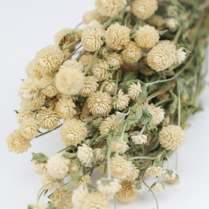Cream Gomphrena Bunch