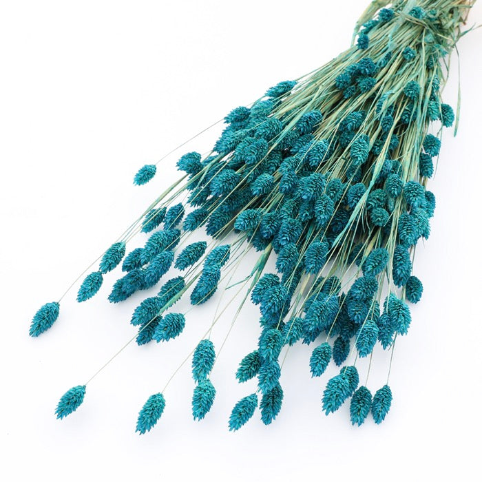 Teal Phalaris Bunch (Dyed)