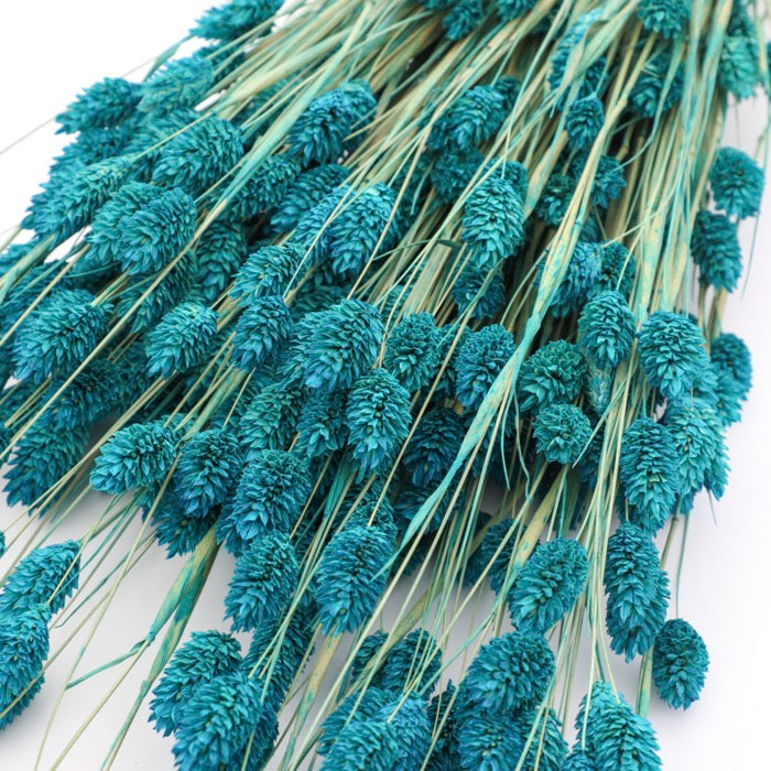 Teal Phalaris Bunch (Dyed)