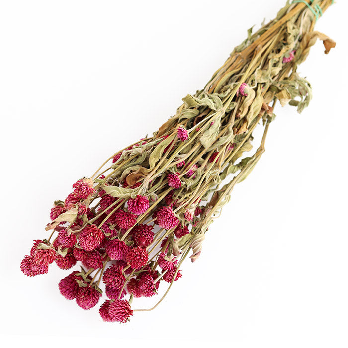 Dark Pink Gomphrena Bunch