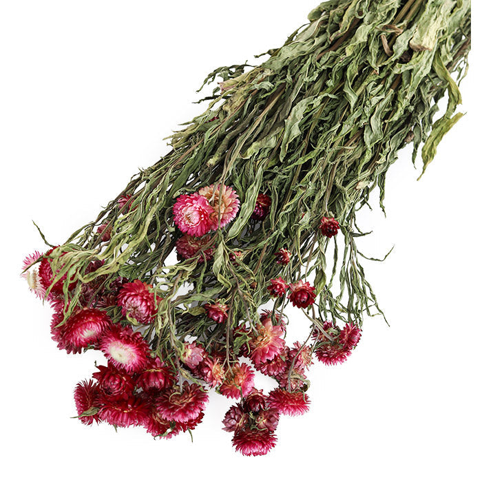 Dark Pink Helichrysum Bunch