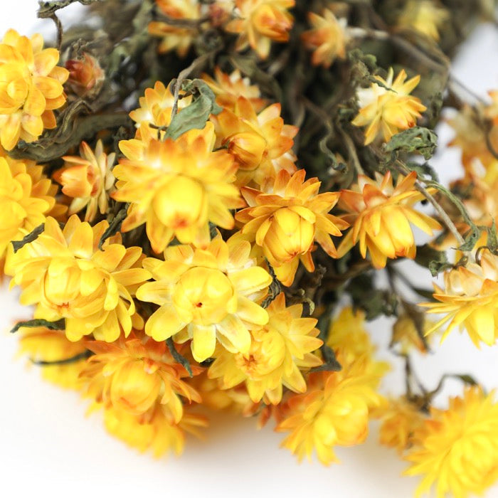 Yellow Helichrysum Bunch