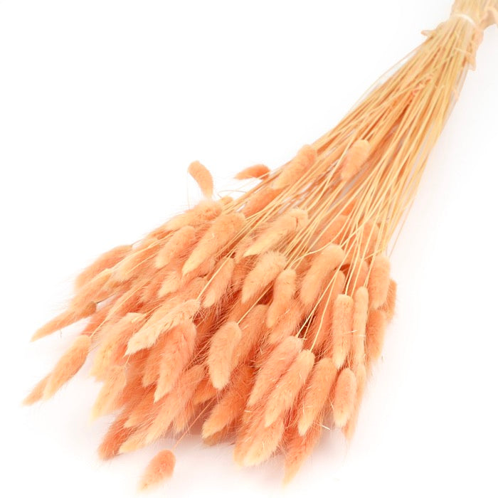 Peach Lagurus Bunch (Dyed) - Box of 25