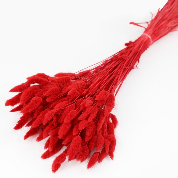 Red Lagurus Bunch (Dyed)