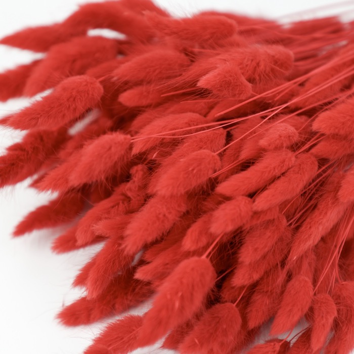 Red Lagurus Bunch (Dyed)
