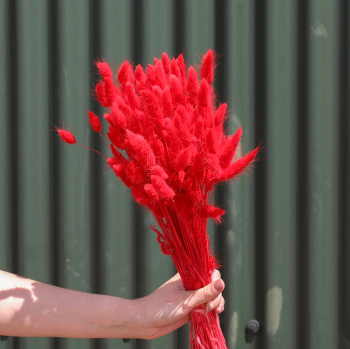 Red Lagurus Bunch (Dyed)