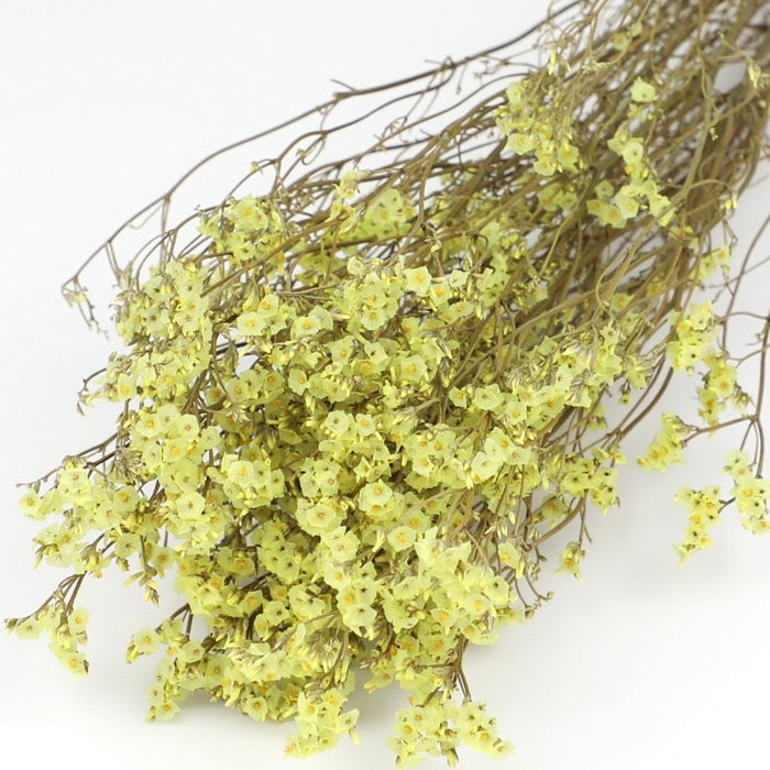 Yellow Limonium Bunch
