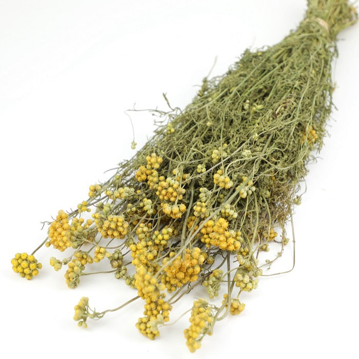 Yellow Lonas - Box of 15
