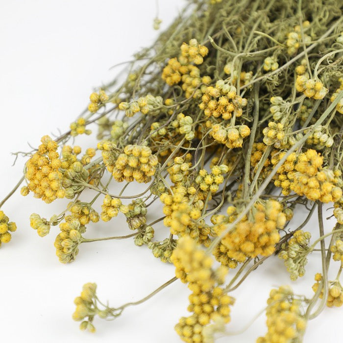Yellow Lonas - Box of 15