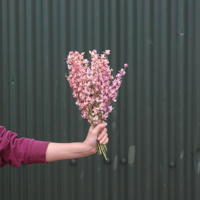 Mixed Pink Delphinium Bunch