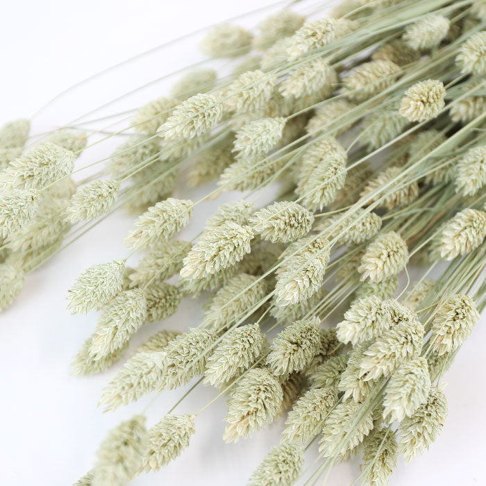 Natural Phalaris Bunch