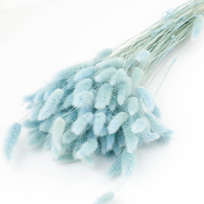 Pastel Blue Lagurus Bunch (Dyed) - Box of 25