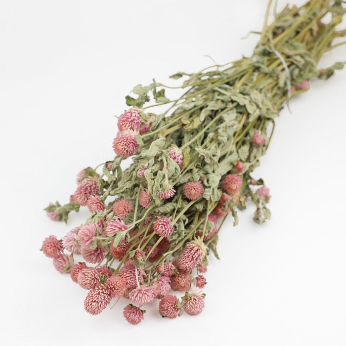 Pastel Pink Gomphrena Bunch – Box of 20