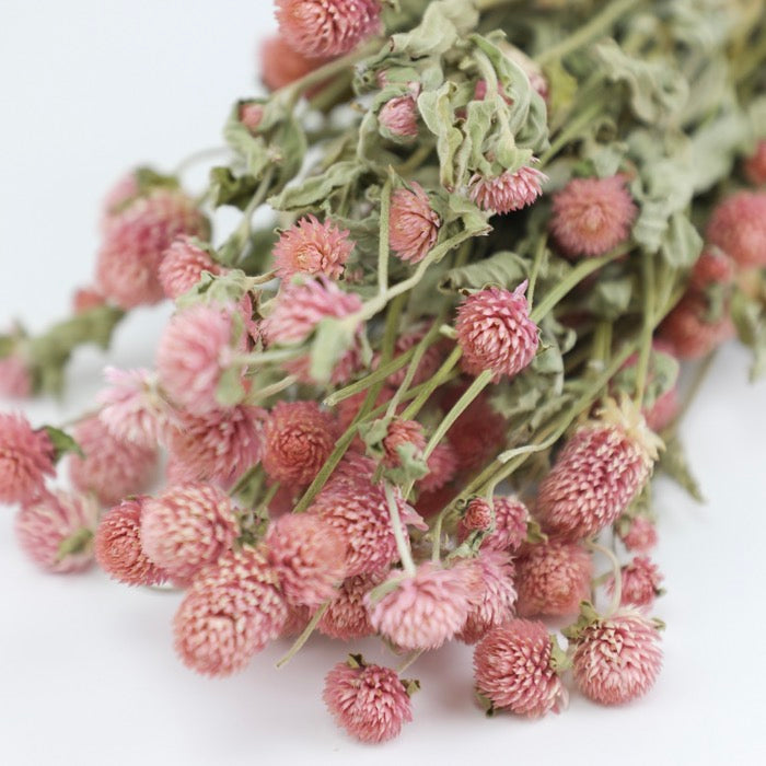 Pastel Pink Gomphrena Bunch