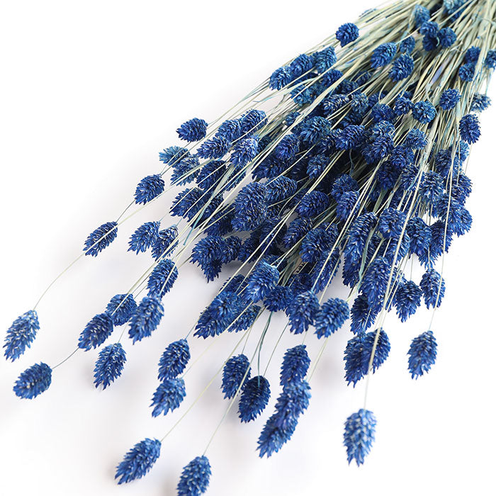 Cobalt Blue Phalaris Bunch (Dyed)