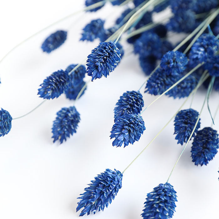 Cobalt Blue Phalaris Bunch (Dyed)