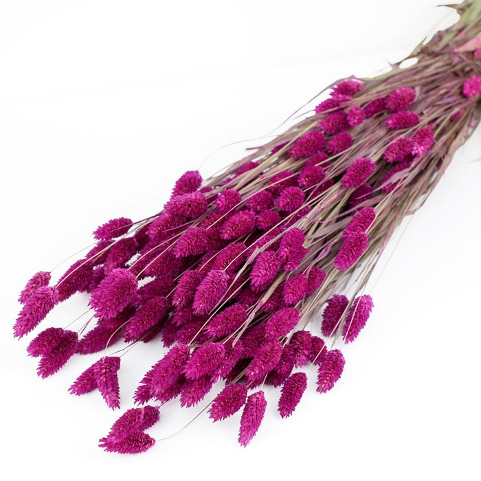 Fuchsia Phalaris Bunch (Dyed)
