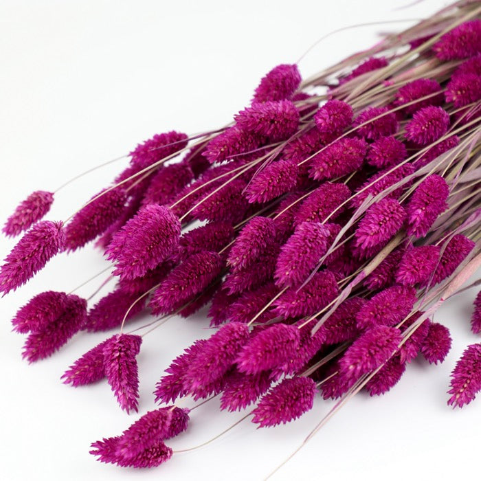 Fuchsia Phalaris Bunch (Dyed)