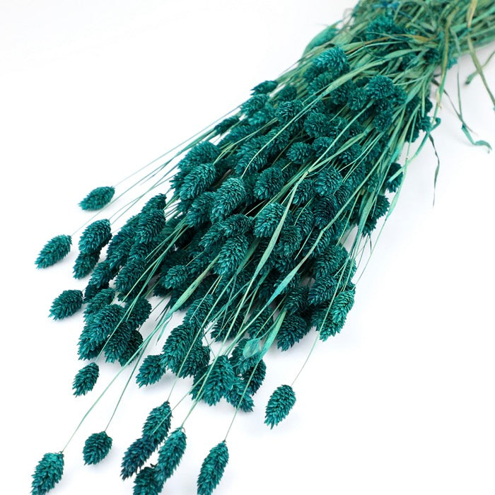 Green Phalaris Bunch (Dyed)