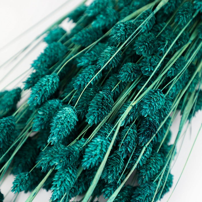 Green Phalaris Bunch (Dyed)