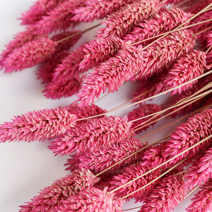 Pink Phalaris Bunch (Dyed)