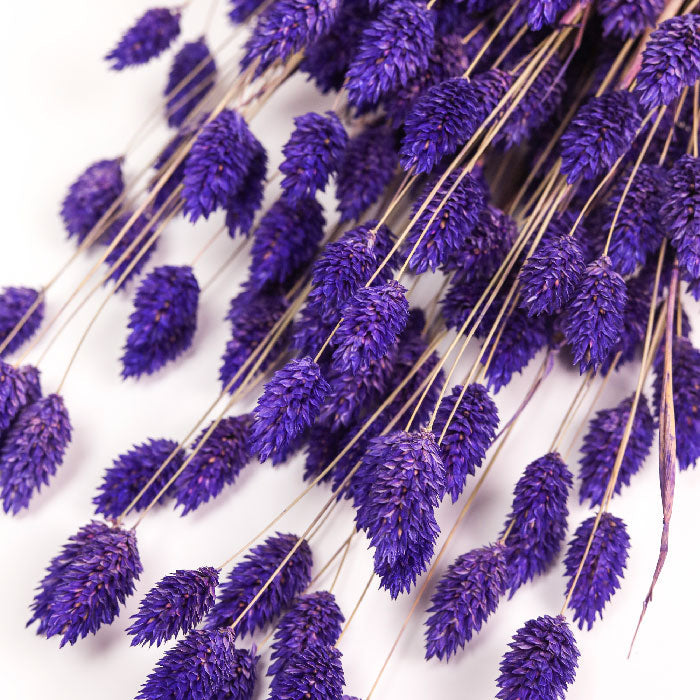 Violet Phalaris Bunch (Dyed)