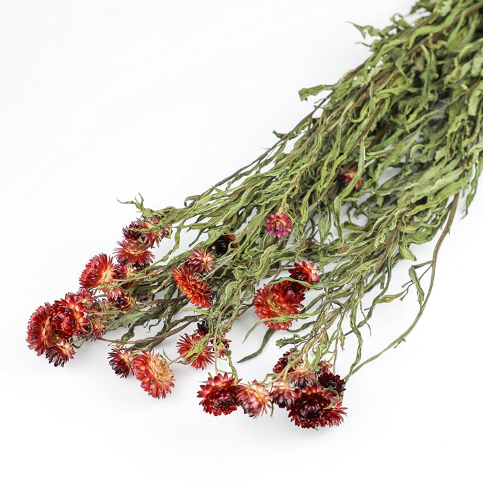 Red Helichrysum Bunch