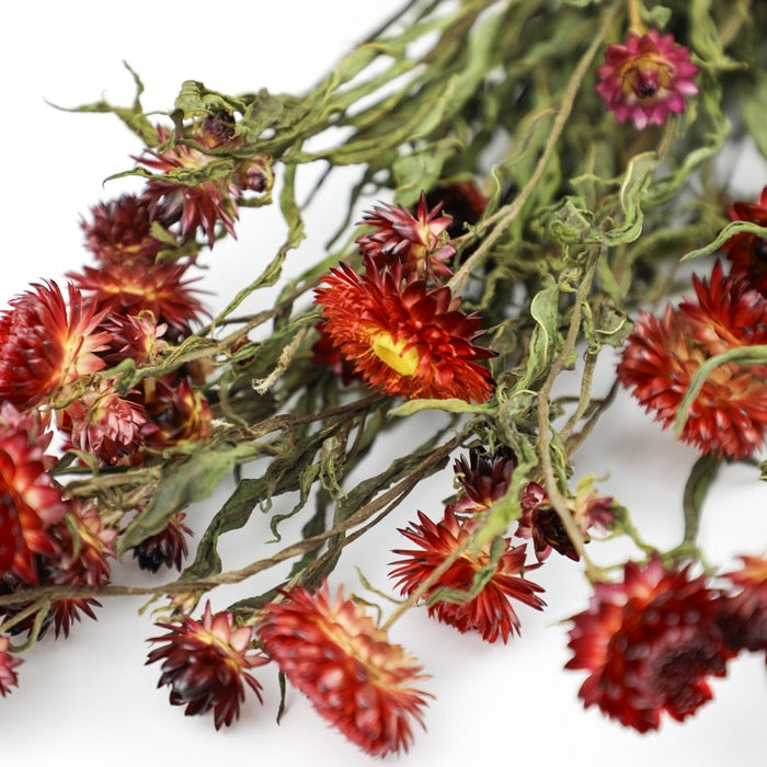 Red Helichrysum Bunch