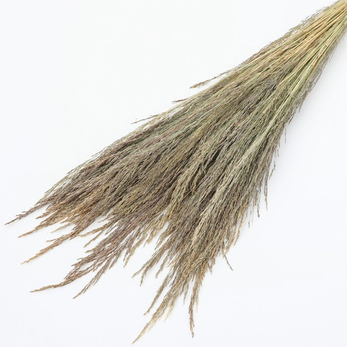 Silvergrass Bunch