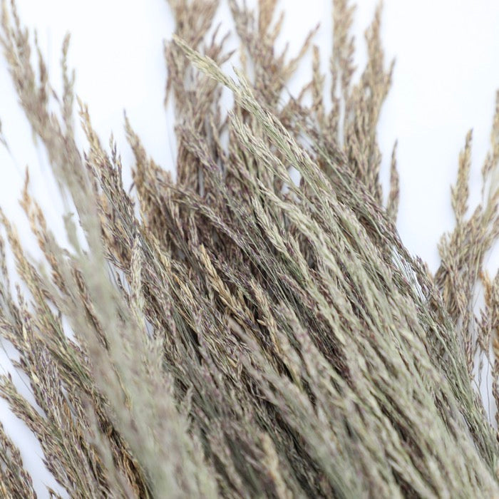 Silvergrass Bunch