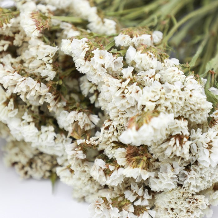 White Statice Bunch