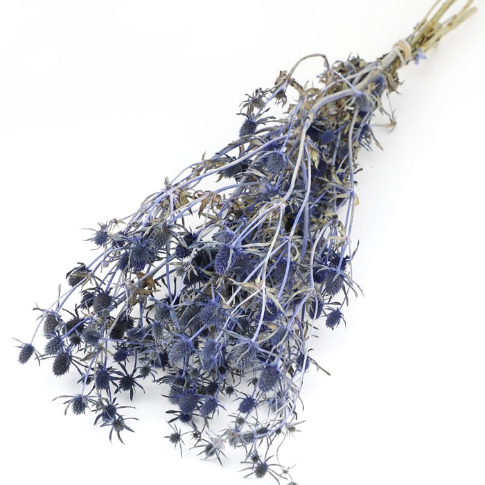 Blue Thistle Bunches (Dyed) Box of 15