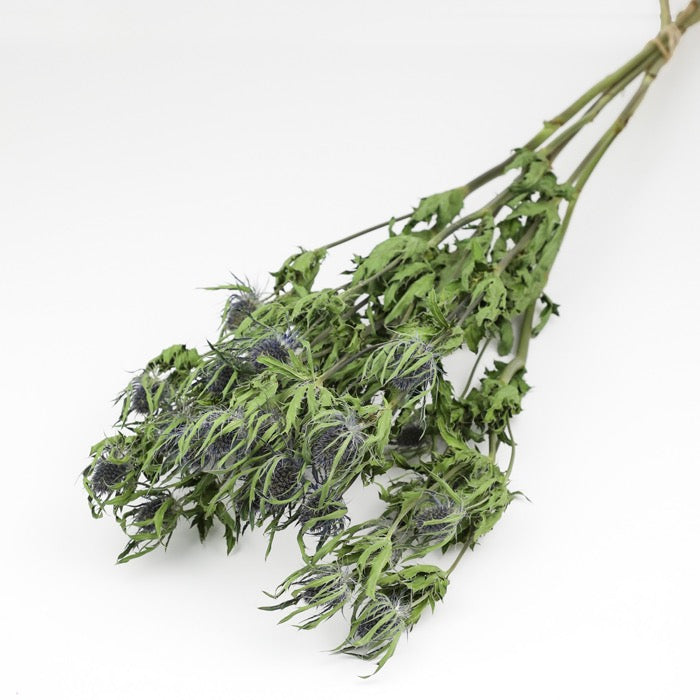 Thistle (Eryngium) Bunches – Box of 12