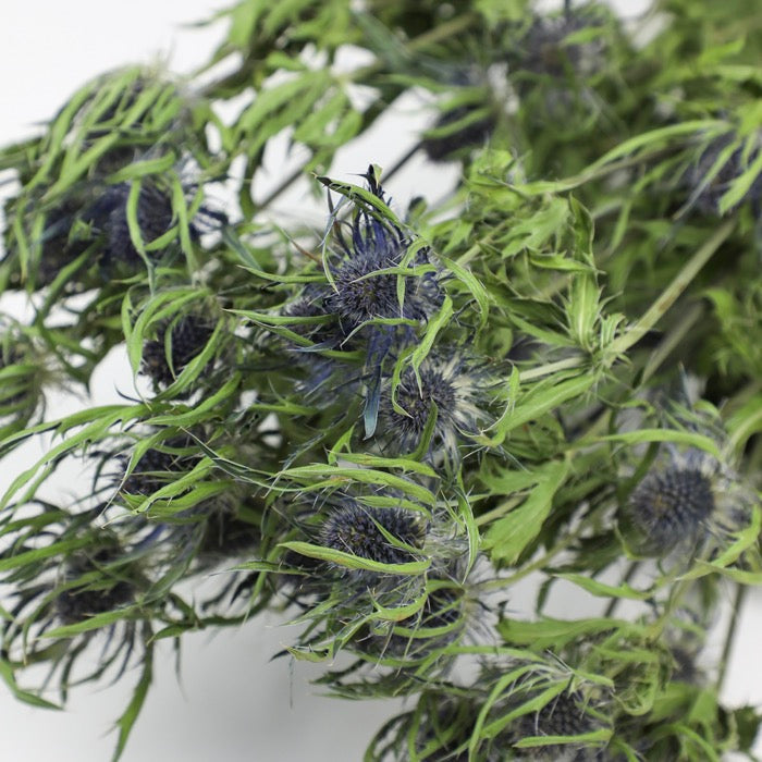 Thistle (Eryngium) Bunch