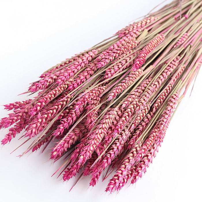 Pink Wheat Bunches (Dyed) - Box of 20