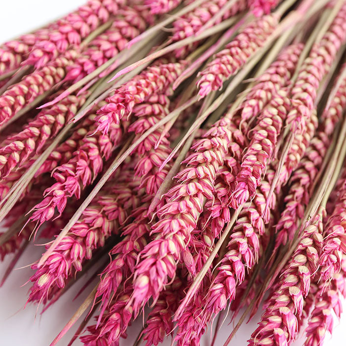 Pink Wheat Bunch (Dyed)