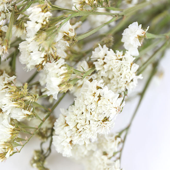 White Statice Bunches - Box of 10