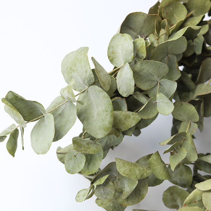Eucalyptus Bunch