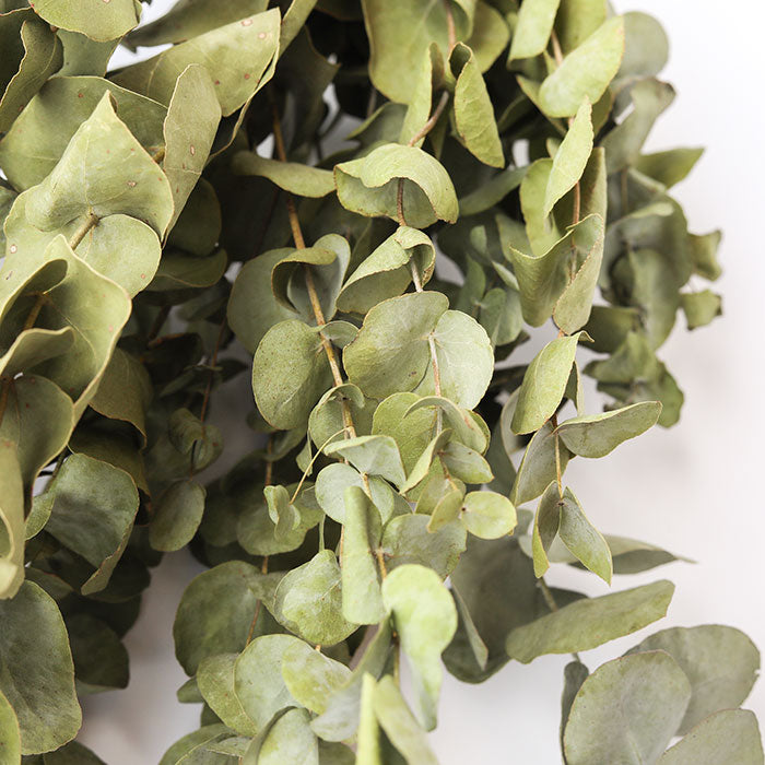Eucalyptus Bunch