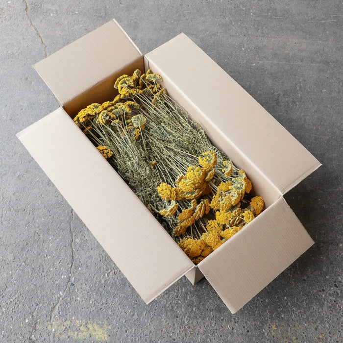 Yellow Achillea Parker Bunch - Box of 15