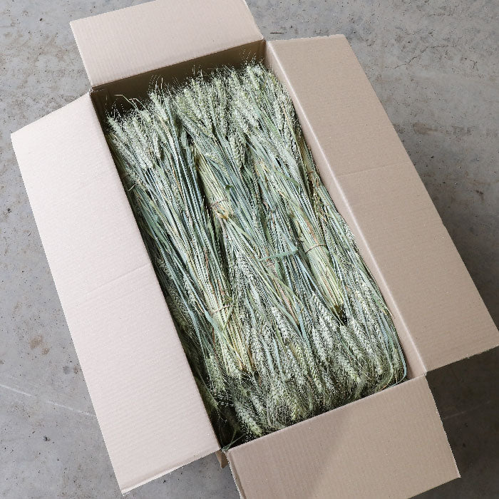 Bearded Wheat Bunch - Box of 20