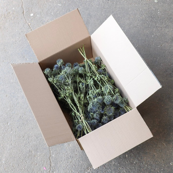 Giant Thistle (Eryngium) Bunches – Box of 12