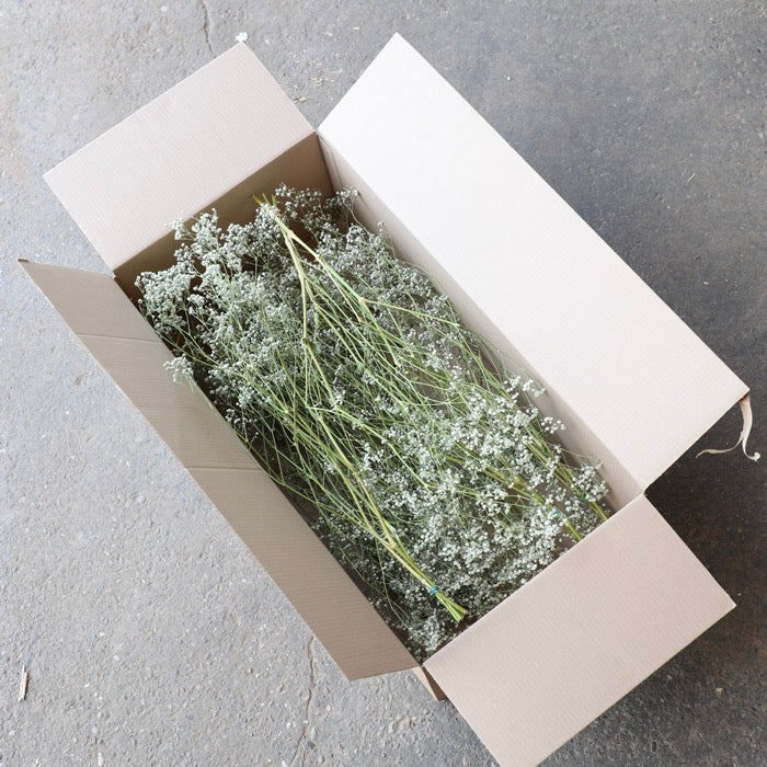 Gypsophila - Box of 10