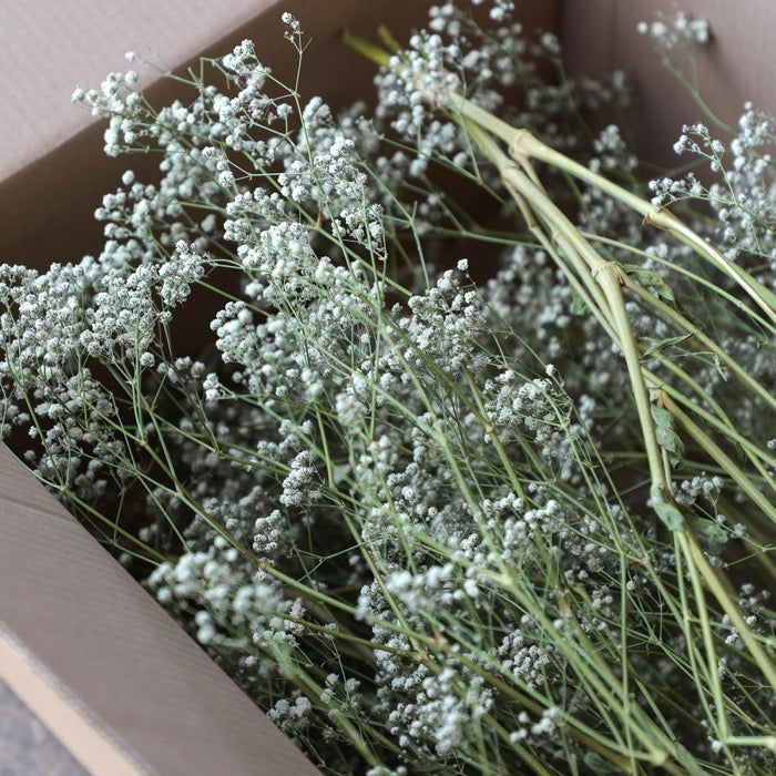 Gypsophila - Box of 10