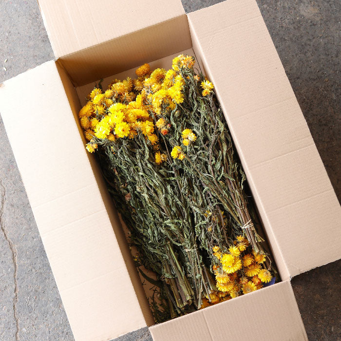 Yellow Helichrysum Bunch - Box of 10