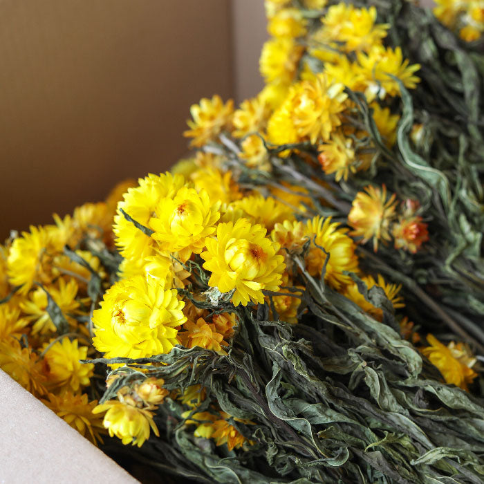 Yellow Helichrysum Bunch - Box of 10