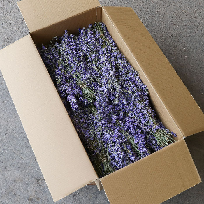 Light Purple Delphinium Bunch - Box of 20